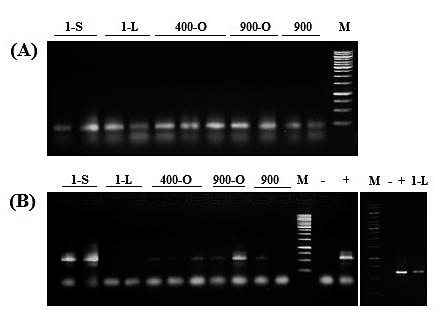 A. HILLEBRAND-VOICULESCU, C. ITCUS, I. ARDELEAN, D. PASCU, A. PERŞOIU, A. RUSU, T. BRAD4, E. POPA, B. P. ONAC & C.PURCAREA Fig. 6: PCR amplification of SSUrRNA genes from ice samples.