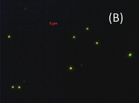 Cells resulted from cultivation of 1-S ice sample in BG11 at 7 C for 2 months were analyzed by (A) epifluorescence microscopy using 10xSybrGreen, (B) light