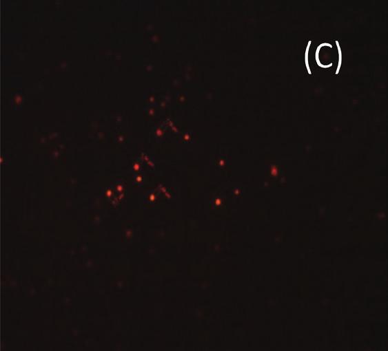 4: Epifluorescence microscopy of prokaryotes from 1-S ice sample culture in BG11.