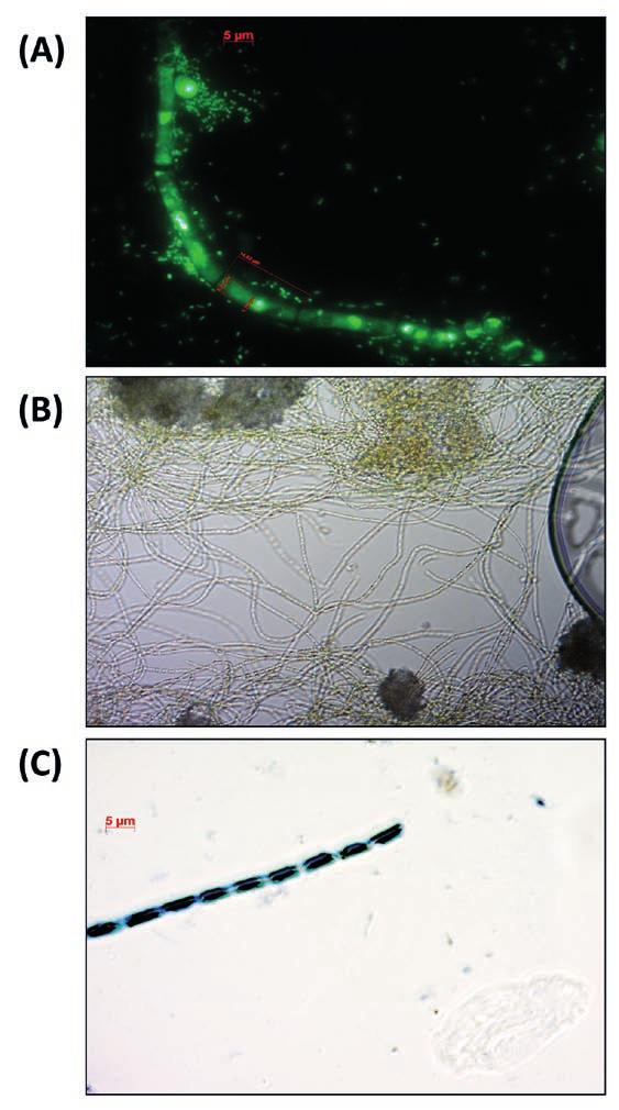 (A) and (B) represent the same microscopic field; (C) chlorophyll natural fluorescence (cyanobacteria). content.