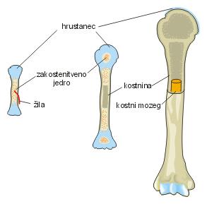 Zakostenevanje iz hrustanca Na obrobju kompaktna kostnina HRUSTANEC V sredini gobasta kostnina