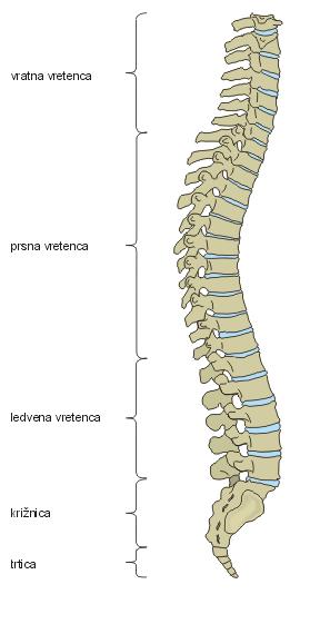 Hrbtenica je zgrajena iz 33 vretenc.