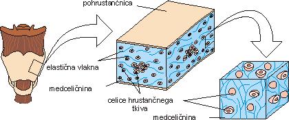 ZGRADBA HRUSTANČNEGA TKIVA HONDROCITE (hrustančne celice) Mnogo medceličnine z