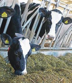 Cveto Zaplotnik Komaj so se kmetje v okviru Skupne kmetijske politike prilagodili sistemu mlečnih kvot, že naj bi ga Evropska unija odpravila. To naj bi se predvidoma zgodilo v letu 2015.