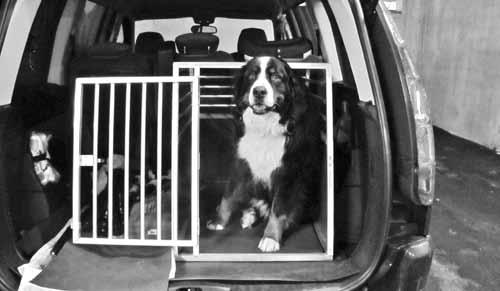 Varen prevoz psov Slovenski zakon o varnosti v cestnem prometu ne predpisuje posebne zaščite živali med vožnjo v avtu in le redki vozniki so dovolj ozaveščeni, da svoje pse pravilno zavarujejo.