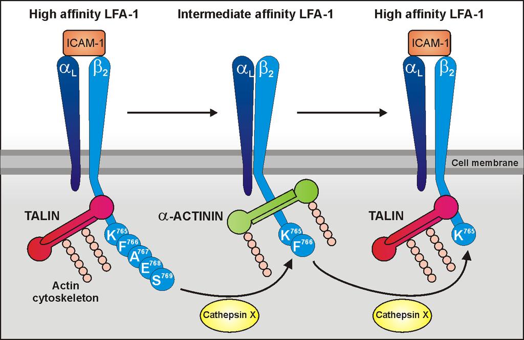 Katepsin X razgrajuje beta-2 verigo integrinskih receptorjev LFA