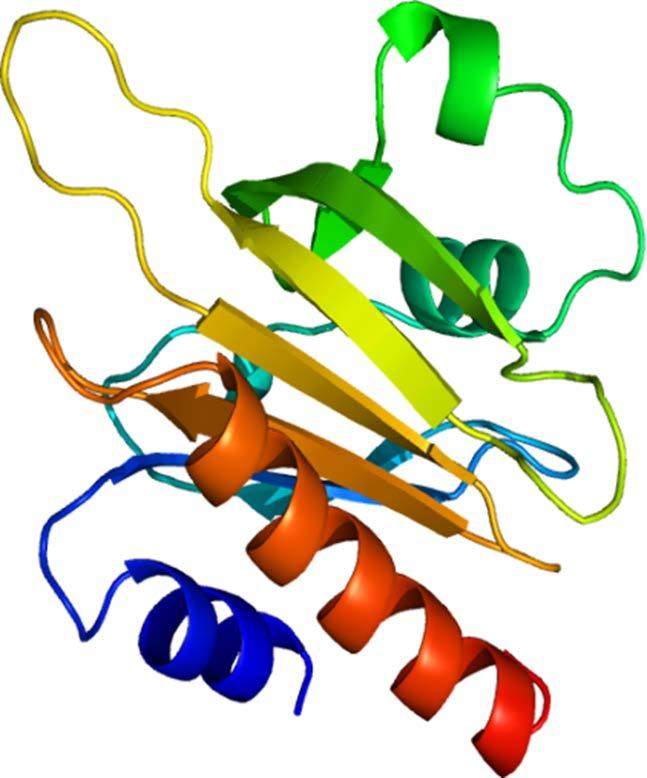 Katepsin X cepi profilin 1 Tumorski supresorski protein Uravnava delovanje aktina.