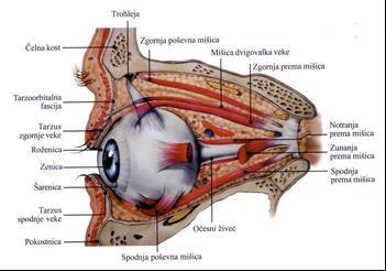 Zgradba očesa - Oko je zavarovano v jamicah lobanje (v koščeni očesni votlini očnici).