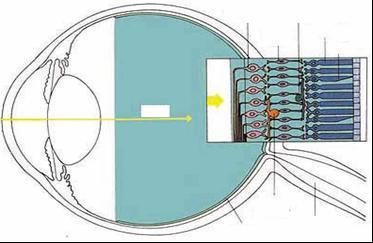 3. Zgradba očesnega zrkla: -Glavni del očesa je očesno zrklo- jabolko, vpeto v lobanjo z mišicami, ki omogočajo tudi njegovo obračanje.