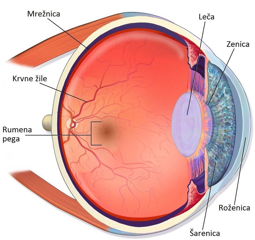 4% moških delno slepih za barve. Napaka je dedna. Slepota za barve je lahko usodna v nekaterih poklicih. 13. Skrb za oko Oko je izredno občutljiv in važen organ.