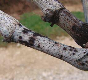 BOLEZNI ČRNA PEGAVOST (Phomopsis viticola) OPIS Črna pegavost je še vedno premalo raziskana bolezen, ki postopoma uničuje trs, prve simptome pa je mogoče prepoznati po poškodbah na skorji v bazalnem