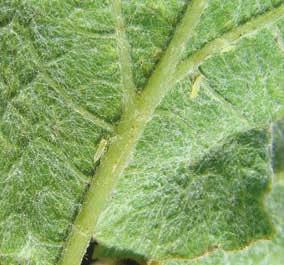 Vsi škržati oziroma cikade povzročajo škodo s sesanjem rastlinskih sokov na listu, na katerem je opaziti razbarvano rumeno področje.