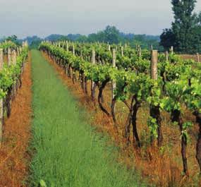 ZATIRANJE PLEVELA ZATIRANJE PLEVELA V VINOGRADU OPIS Sodobno vinogradništvo temelji na zatiranju plevela v vrstah, pri čemer naj bo širina pasu 40 do 50 cm pod vrstami, kar je v skladu z načeli