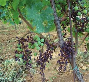 Napada vse zelene dele vinske trte in lahko povzroči popolno uničenje grozdja in zelenja trte. Peronospora se začne razvijati spomladi, navadno v sredini maja.