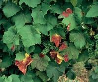 Rdeči listni ožig vinske trte (Pseudopezicula tracheiphila) Gostiteljske rastline: Gliva okužuje rastlinske vrste iz rodu Vitis in Parthenocissus.