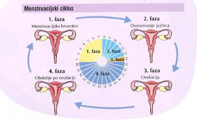 LH (luteinizirajoči hormon) Prednji režen hipofize Sproži ovulacijo. Pretvori počen jajčni folikel v rumeno telesce in spodbudi izločanje progesterona iz rumenega telesca.