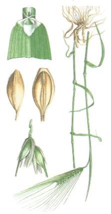 2.4.3 Bil Steblo ječmena se imenuje bil, včasih tudi bilka. Je valjasto, votlo, svetlo ali temno zelene barve in zraste do 150 cm visoko.