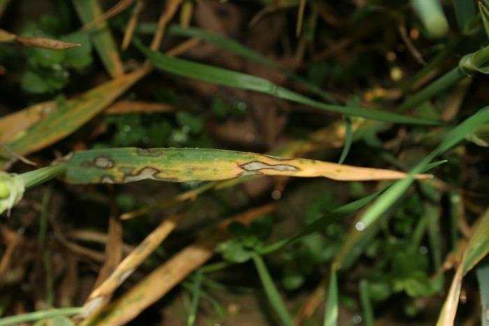 Ječmenov listni ožig (Rhynchosporium secalis) Ječmenov listni ožig je pomembna bolezen ječmena, pojavlja se v letih z daljšimi obdobji vlažnega in hladnega vremena.
