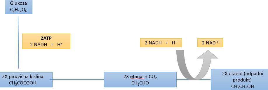 Slika 3: Prikaz alkoholnega vrenja, kot poteka v citoplazmi kvasovk, s pomočjo njihovih encimov (lasten vir) Slika 1:Prikaz alkoholnega vrenja, kot poteka v citoplazmi kvasovk, s pomočjo njihovih