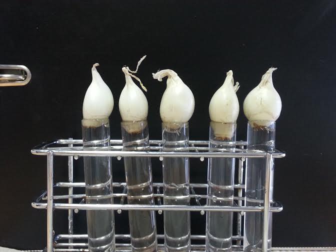 4.4 Čebulni test Slika 9: Čebulice v destilirani vodi (lasten vir) Slika