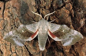 P. Huemer: Schmetterlinge (Lepidoptera) im Gebiet des Naturparks Schlern Auch Tagfalter wie Heller Alpen-Bläuling (Plebeius orbitulus) und Dunkler Alpen-Bläuling (Plebeius glandon) stammen aus den