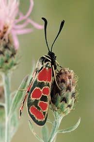 P. Huemer: Schmetterlinge (Lepidoptera) im Gebiet des Naturparks