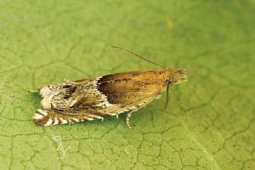 P. Huemer: Schmetterlinge (Lepidoptera) im Gebiet des Naturparks Schlern Abb. 5: Ancylis comptana ist auch in den beweideten Gebieten häufig zu beobachten (Foto P. Buchner). 4.