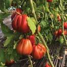Priporočilo za paradižnik: posadimo ga globoko, sadimo na razdaljo 40 x 40 (6 sadik/m 2 ), redno odstranjujemo zalistnike, pred sajenjem pognojimo z organskimi briketi (25 kg/100 m 2 ) eko Stallatico
