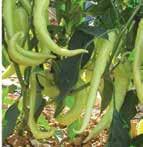 Bela babura - BLANCINA zelo zgodnja rastlina je močna, kompaktna s kratkimi internodiji plodovi so