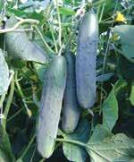 Solatne kumare DINERO visoko kvalitetna, rodna sorta plodovi so ravne, cilindrične oblike, temno zelene barve, dolgi 20 22 cm odlična odpornost na pepelasto plesen sadimo na 50 x 100 cm