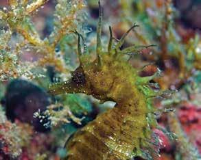 obale in morja. V bogatem podvodnem svetu živijo redki in ogroženi predstavniki morske flore in favne.