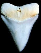 Ima približno 3000 zob dolgih 6 centimetrov, razporejenih v več vrst.