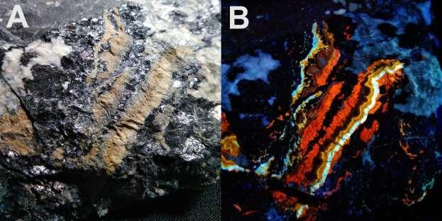 10. RUDE Na sliki je cinkovo-svinčeva ruda s kalcitom iz rudnika Mežica. Zakaj je slika B drugače obarvana kot slika A?