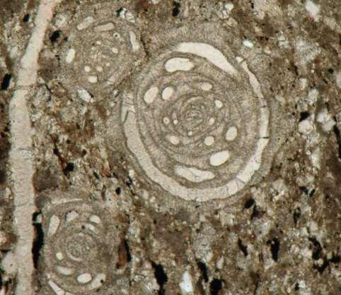 12. FORAMINIFERE Foraminifere (ali po slovensko: luknjičarke) so enocelični organizmi, ki poseljujejo morsko dno že od kambrija dalje (obdobje zemljine zgodovine, od pred 541 do pred 485 milijoni