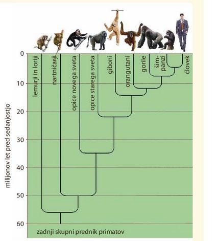 Od odcepitve človeške razvojne veje od šimpanzove je obstaja večje število nam sorodnih rodov in vrst, ki jih uvrščamo med človečnjake. Preživela je samo ena vrsta, sodobni človek ali Homo sapiens.