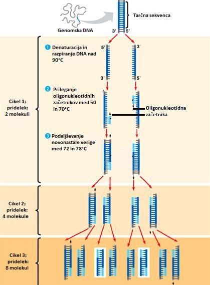 Slika 5: Postopek pomnoževanja DNA z metodo PCR, kjer v prvem koraku potečeta denaturacija in razpiranje verige DNA, sledi prileganje oligonukleotidnih začetnikov, na koncu pa se cikel zaključi s