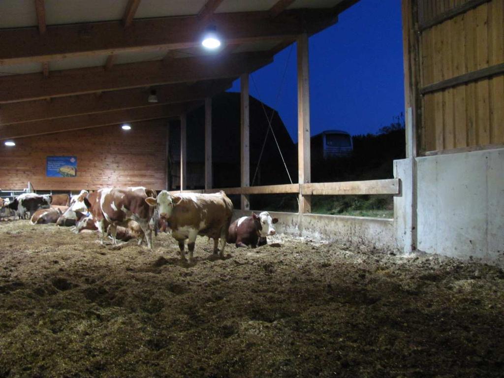 Za kravo je potrebno od 6 do 8 m 2 talnih površin in na leto od 15 do 20 m3 žaganja na kravo.
