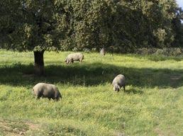Tako lastniki živali ne nadzorujejo več vsak Iberski prašič, ovce in govedo na paši v dehesi (začetek aprila). dan.
