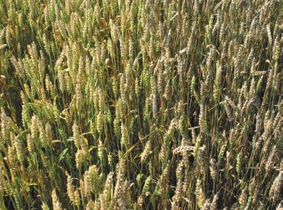REPORTAŽA ARAMO 50 selektivni herbicid za zatiranje travnih plevelov v širokolistnih kulturah po njihovem vzniku.