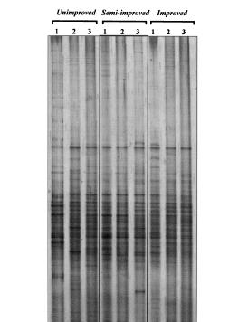 Tipizacijske tehnike Vzorci iz okolja A B C PCR / DGGE/TGGE - Ločevanje na osnovi denaturacije in tvorbe sekundarnih struktur pomnožkov v gradientu kemičnega denaturanta ali temperature - GC-spona na