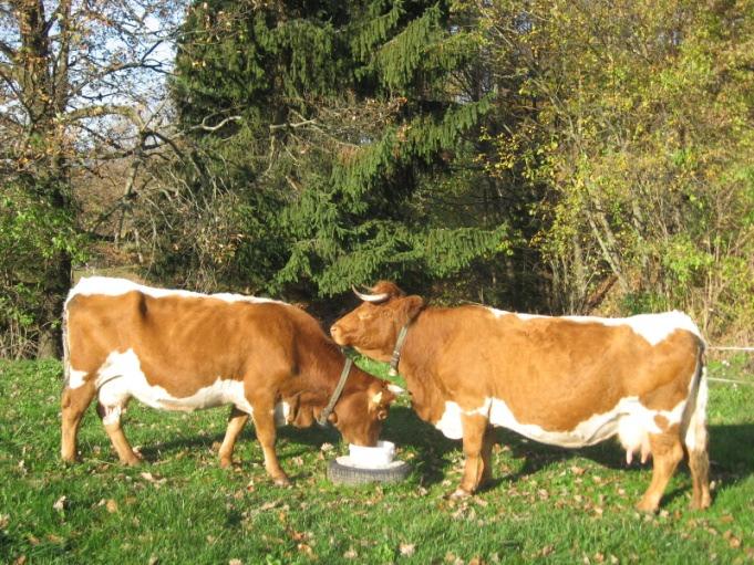 ocenitev bikov Izbor bikov za osemenjevanje Izločeni biki Seznam bikov v naravnem