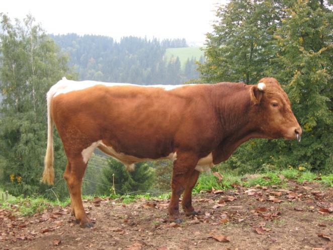 Odbrani biki za osemenjevanje v letu 2014: NAVTIK SI 6387453