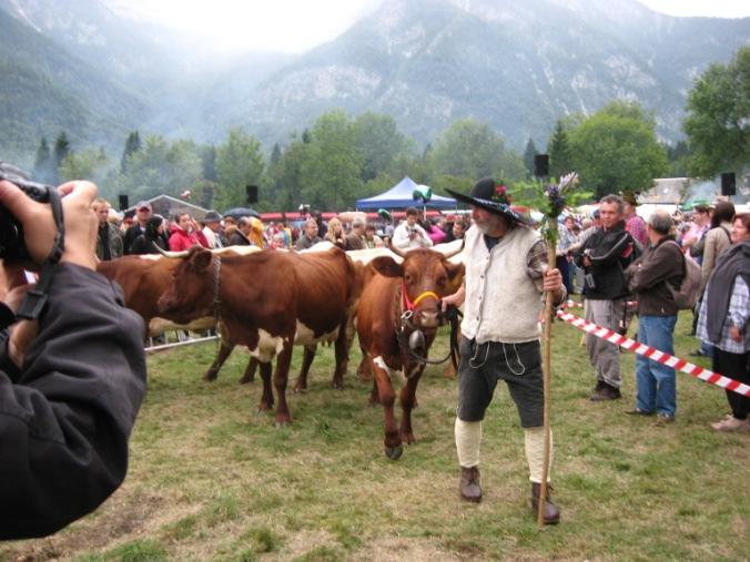 KRAVJI BAL V BOHINJU (15. SEPTEMBER 2013) Združenje rejcev avtohtonega cikastega goveda v Sloveniji je sodelovalo pri organizaciji 57. tradicionalnega kravjega bala v Bohinju.