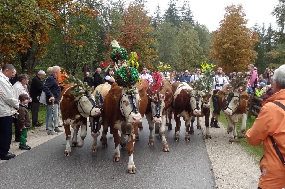 Strokovna ekskurzija BAVARSKA AVSTRIJA (28. - 29. SEPTEMBER 2013) Združenje rejcev avtohtonega cikastega goveda v Sloveniji je organiziralo strokovno ekskurzijo na Bavarsko in v Avstrijo.