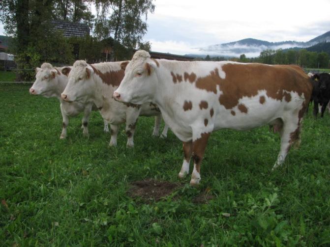 Na kmetiji redijo 7 krav in 5 volov ogrožene avtohtone pasme Ennstaler Bergschecken. Pasma je ena najstarejših alpskih pasem goveda. V Avstriji trenutno redijo 350 krav te pasme.