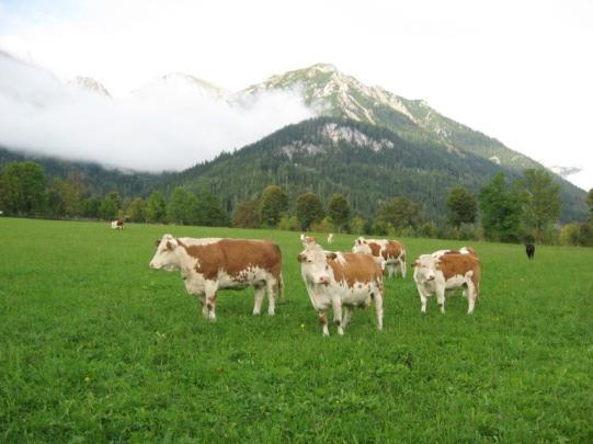 Od 350 krav je 250 dojilj in 100 krav molznic. Odraslo govedo doseže težo okoli 500 kg in ima kvalitetno meso. Povprečna mlečnost v laktaciji je 4.259 litrov mleka.