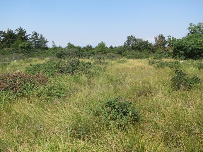 Preostali del območja predstavljajo suhi zaraščajoči travniki, ki pa so še dovolj odprti, da predstavljajo habitat barjanskega okarčka (slika 75).