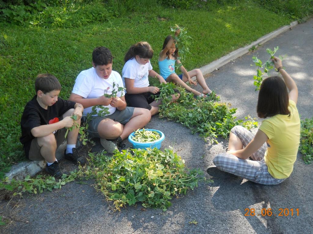 Pridelki na vrtu v letu 2011: Grah Semenarne Ljubljana je kljub