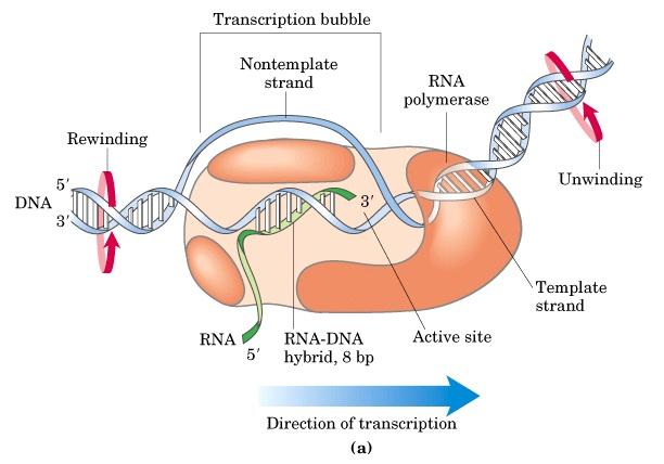 Uravnavanje prepisovanja DNA (transkripcija)