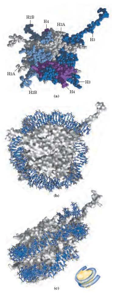 nukleosome povezuje prosta DNA (b) slika nukleosomov z el.